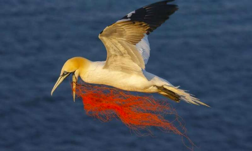 PAME - Marine litter: Graphics PAME - Marine litter: Graphics