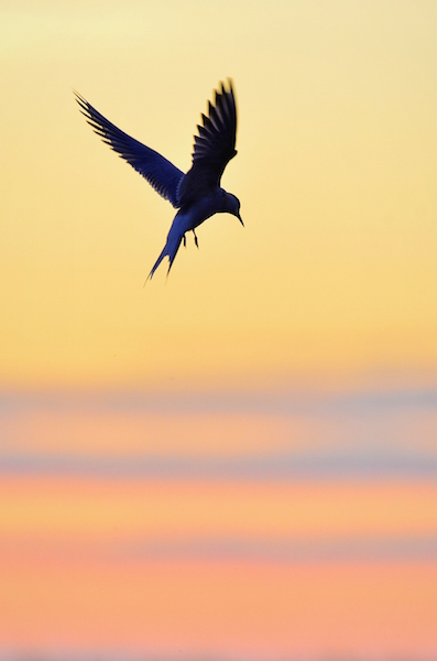 shutterstock 211957870