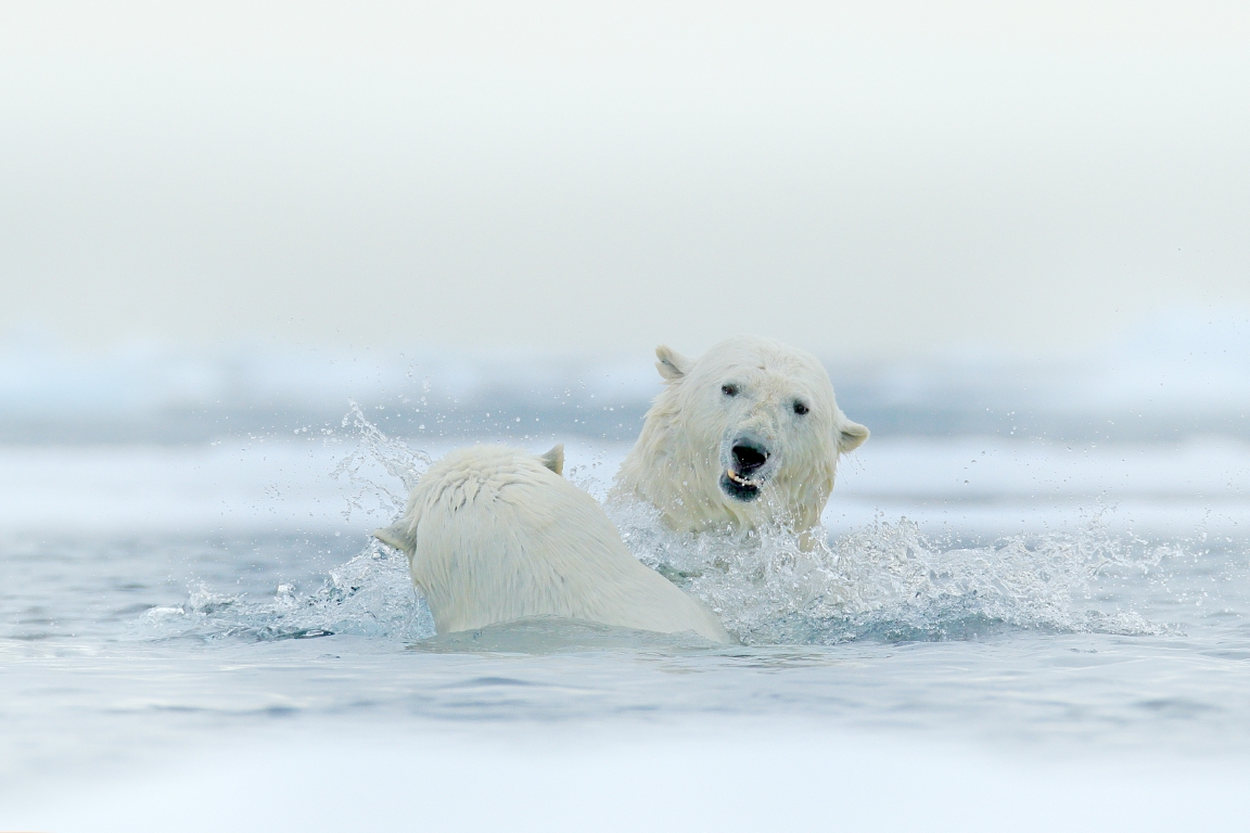 Polar bear in Arctic waters