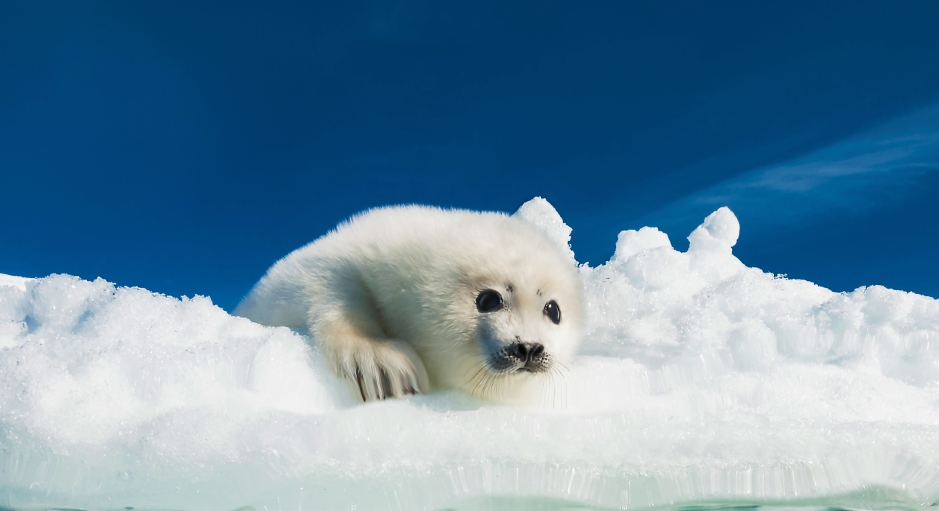 Harp seal pup on Arctic sea ice